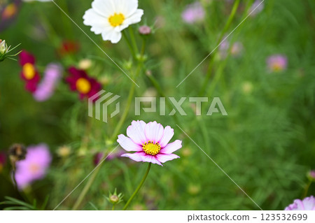 Hitachi Seaside Park Cosmos Hitachi Seaside Park Cosmos 123532699