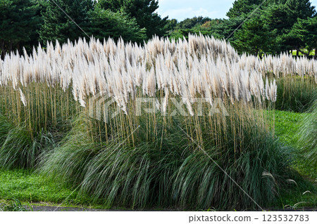 白金芒草 日立海濱公園 白金芒草 日立海濱公園 123532783