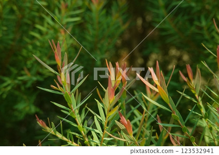Melaleuca bracteata macro leaves small world Melaleuca bracteata macro leaves small world 123532941