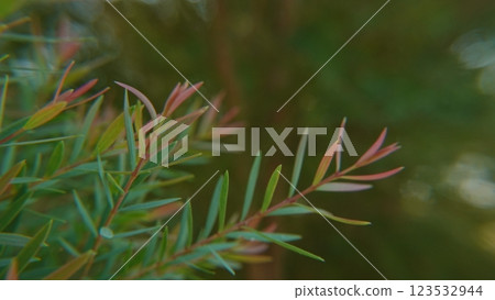 Melaleuca bracteata macro leaves small world Melaleuca bracteata macro leaves small world 123532944