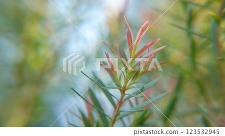Melaleuca bracteata macro leaves small world Melaleuca bracteata macro leaves small world 123532945