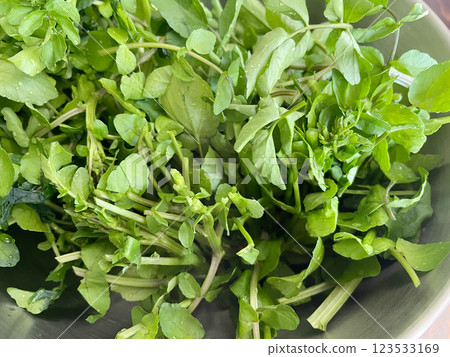 採摘的西洋菜,新鮮的水邊香草 採摘的西洋菜,新鮮的水邊香草 123533169