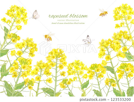 水彩油菜花背景素材 水彩油菜花背景素材 123533200
