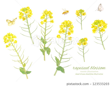 用水彩畫的油菜花向量卡通畫 123533203