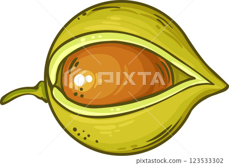 Macadamia  Nuts  Colored Detailed Illustration. 123533302