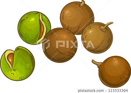 Mongongo Nuts Colored Detailed Illustration. 123533304