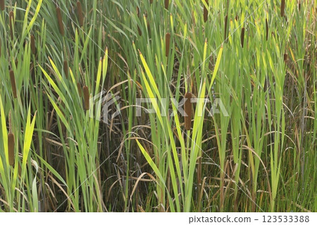 香蒲和香蒲穗的特寫 123533388