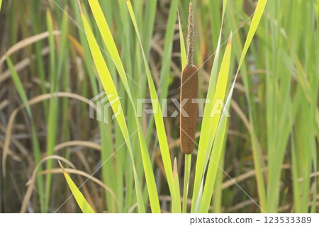 香蒲和香蒲穗的特寫 123533389