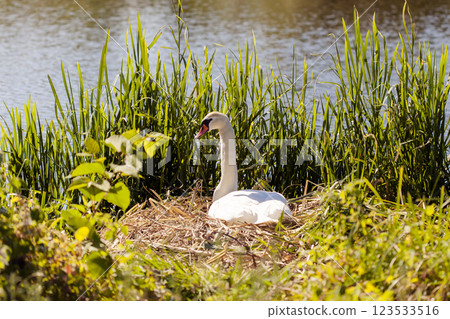 White swans on nest in grass protect eggs 123533516