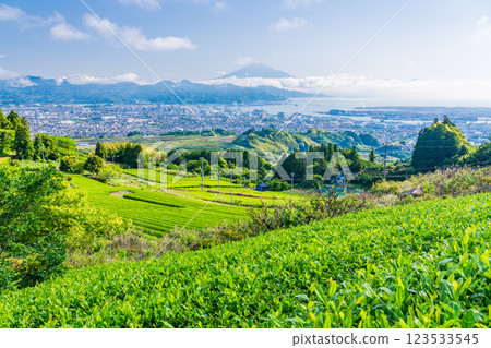 [Shizuoka Prefecture] Shimizu cityscape and Mt. Fuji seen over the tea fields of Nihon-daira 123533545