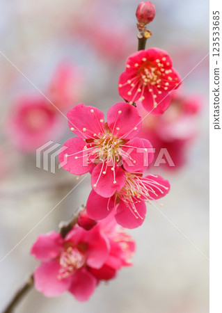 梅花(紅色交錯) 梅花(紅色交錯) 123533685