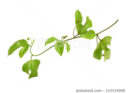 Branch of passiflora with green leaves isolated on white 123534099