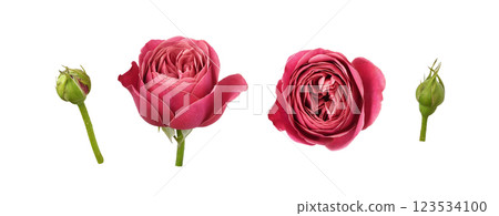 Set of pink rose flowers and buds isolated Set of pink rose flowers and buds isolated 123534100