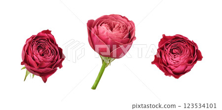 Set of pink rose flowers isolated Set of pink rose flowers isolated 123534101