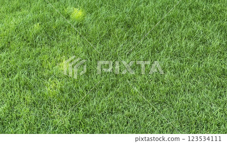 Grass field texture background with sunlight 123534111