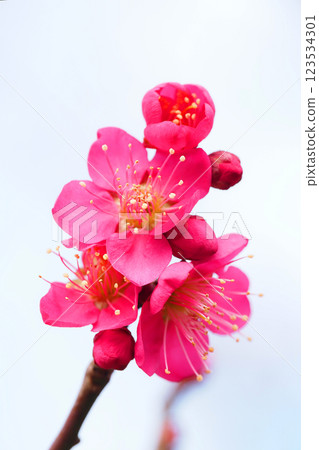 梅花(紅色交錯) 梅花(紅色交錯) 123534301