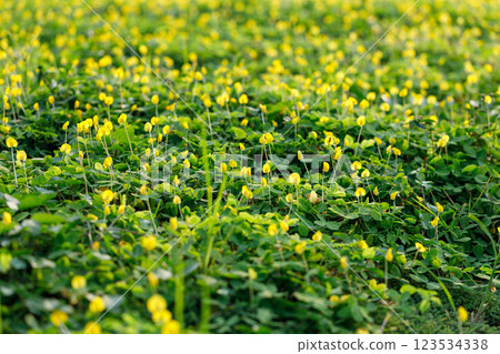 Pinto peanut or Arachis pintoi blooming covering the green and yellow field. Pinto peanut or Arachis pintoi blooming covering the green and yellow field. 123534338