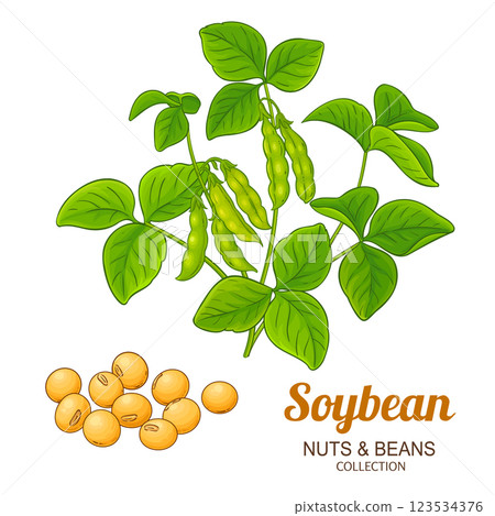 Soybean Plant Colored Detailed Illustration 123534376