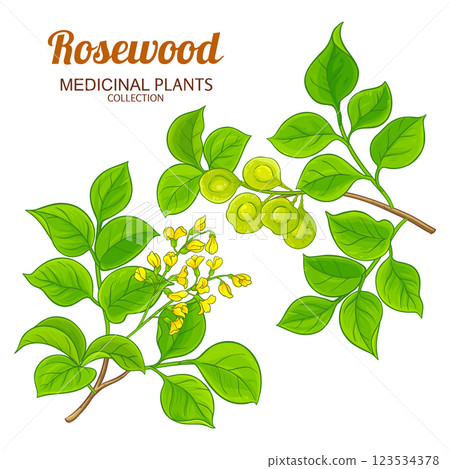 Rosewood Branch Colored Detailed Illustration 123534378