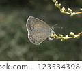 Scattered female blue butterfly 123534398