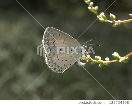 Scattered female blue butterfly Scattered female blue butterfly 123534398