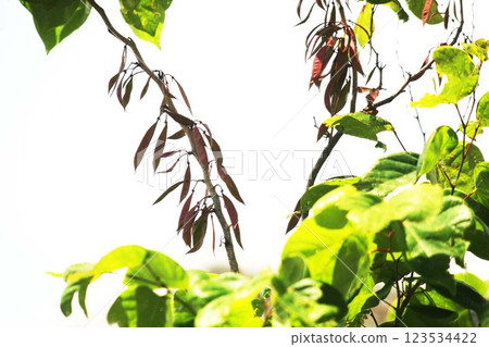 When the redbud fruit grows 123534422