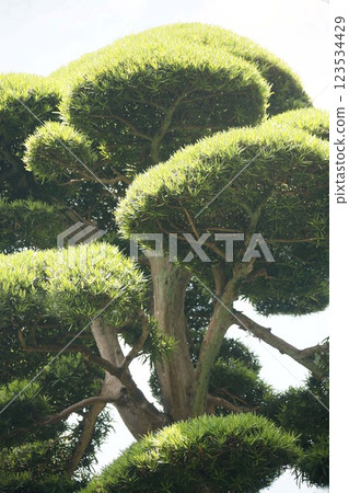 The appearance of a trimmed Japanese quince tree 123534429