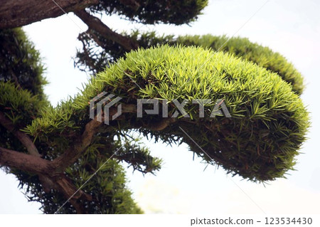 修剪後的日本冬青樹的外觀 123534430