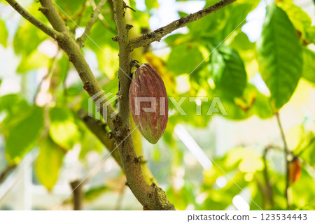 Cocoa grown in a greenhouse Cocoa grown in a greenhouse 123534443
