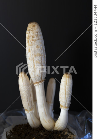 雞腿菇(Coprinus comatus) 雞腿菇(Coprinus comatus) 123534444