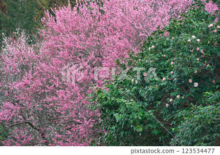 Red plum blossoms and camellia flowers (Izumo City) 123534477