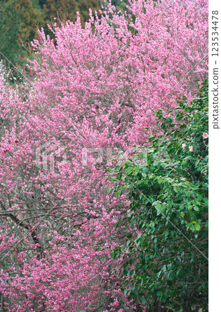 Red plum blossoms and camellias (Izumo City) 123534478