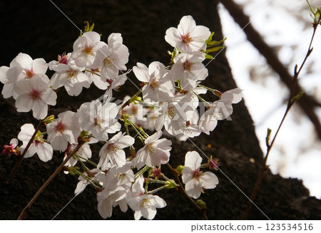 Cherry blossom petals shining through the sunlight 123534516