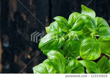 Raw Green Organic Basil Plant on Dark Background, Copy Space Raw Green Organic Basil Plant on Dark Background, Copy Space 123534829