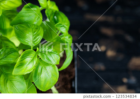 Raw Green Organic Basil Plant on Dark Background, Copy Space Raw Green Organic Basil Plant on Dark Background, Copy Space 123534834