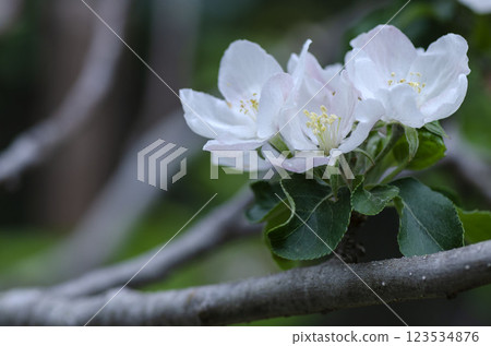 蘋果花 蘋果花 123534876