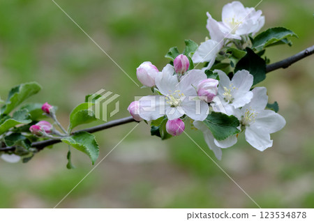 Apple flowers 123534878