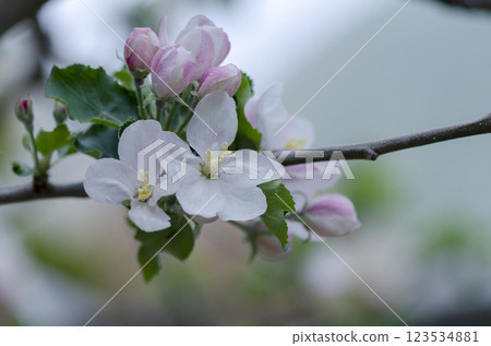 蘋果花 123534881