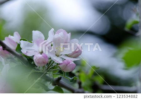 蘋果花 123534882