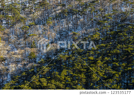 Red pine forest in winter 123535177