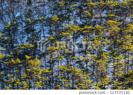 Red pine forest in winter 123535180