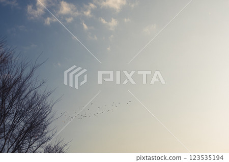 飛翔的鳥兒 123535194