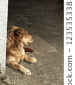 Mongrel dog Mongrel dog 123535338