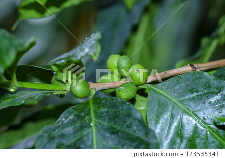 Coffee seeds 123535341