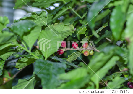 Coffee seeds 123535342