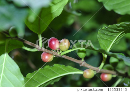 Coffee seeds 123535343