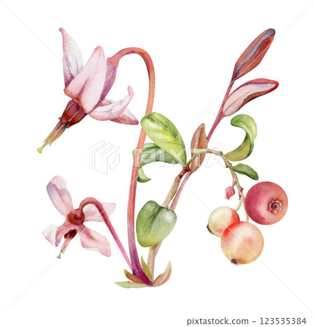 Cranberry lingonberry with pink flowers, hand drawn in watercolor, ripe swamp forest berry on stems, bearberry teaberry wintergreen. Isolated botanical illustration. Restaurant menu, farmers market 123535384