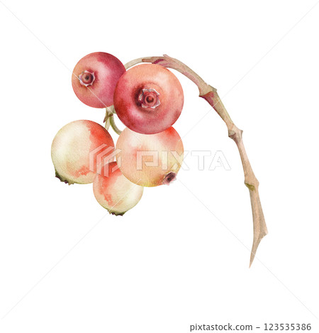 Cranberry lingonberry cluster bunch on branch, ripe swamp forest berry teaberry bearberry wintergreen, watercolor hand drawn. Isolated botanical illustration. Restaurant, dessert menu, farmers market 123535386