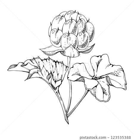 Cloudberry raspberry with plant leaves on stem, hand drawn vector ink, line ripe Scandinavian forest berry. Isolated botanical illustration for dessert cafe menu, restaurant, wedding, farmers market Cloudberry raspberry with plant leaves on stem, hand drawn vector ink, line ripe Scandinavian forest berry. Isolated botanical illustration for dessert cafe menu, restaurant, wedding, farmers market 123535388