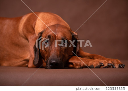 Sad Rhodesian Ridgeback Lying On A Brown Background In Studio Sad Rhodesian Ridgeback Lying On A Brown Background In Studio 123535835